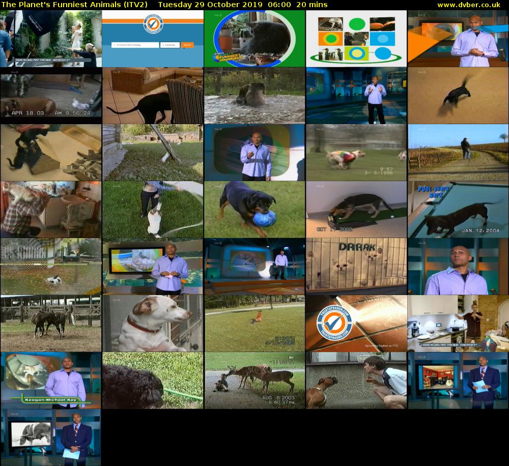 The Planet's Funniest Animals (ITV2) Tuesday 29 October 2019 06:00 - 06:20
