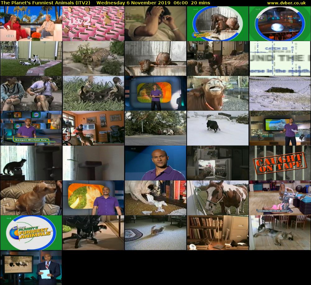 The Planet's Funniest Animals (ITV2) Wednesday 6 November 2019 06:00 - 06:20
