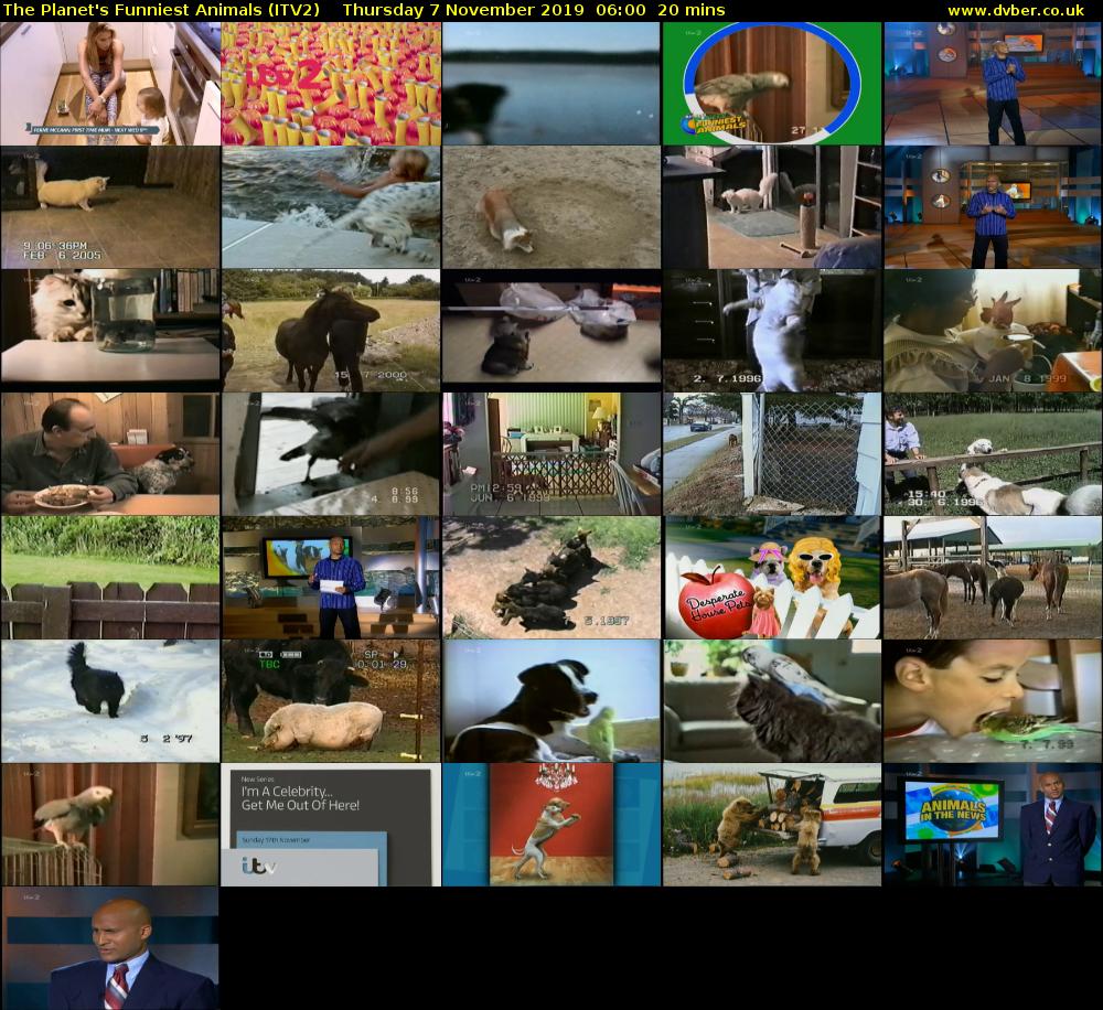 The Planet's Funniest Animals (ITV2) Thursday 7 November 2019 06:00 - 06:20