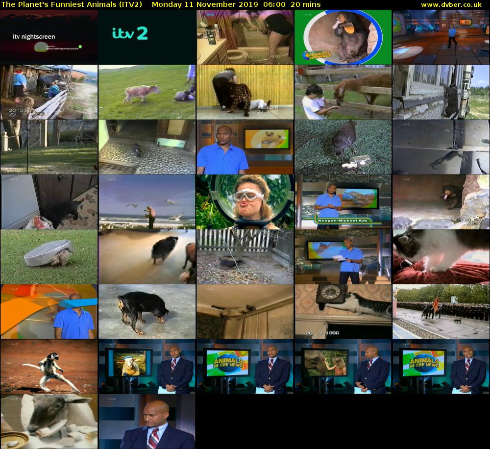 The Planet's Funniest Animals (ITV2) Monday 11 November 2019 06:00 - 06:20