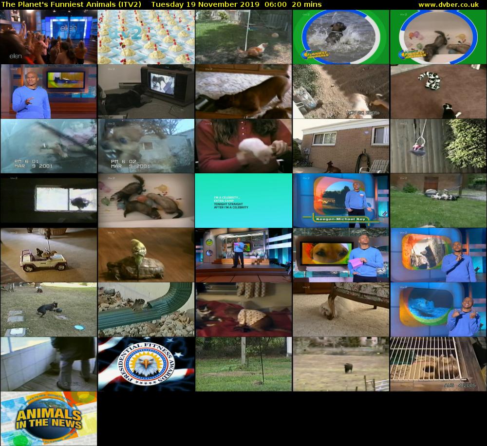 The Planet's Funniest Animals (ITV2) Tuesday 19 November 2019 06:00 - 06:20
