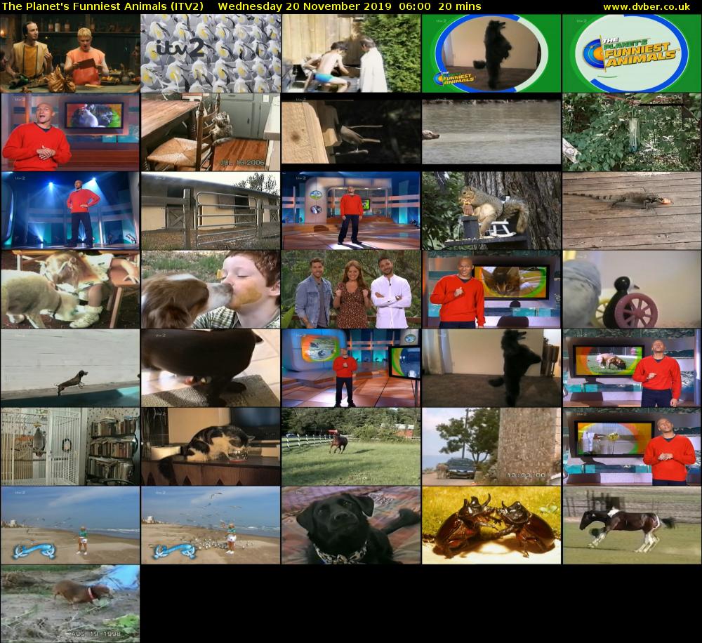 The Planet's Funniest Animals (ITV2) Wednesday 20 November 2019 06:00 - 06:20
