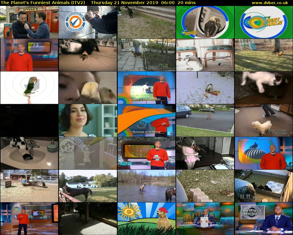 The Planet's Funniest Animals (ITV2) Thursday 21 November 2019 06:00 - 06:20