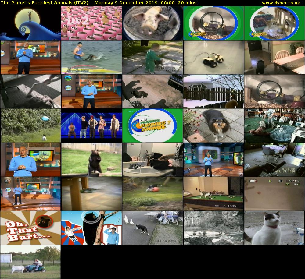 The Planet's Funniest Animals (ITV2) Monday 9 December 2019 06:00 - 06:20