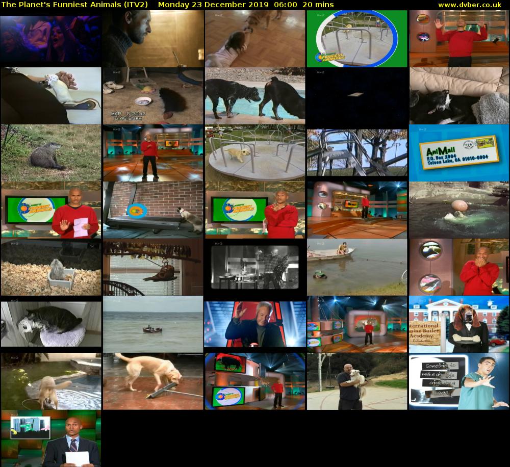 The Planet's Funniest Animals (ITV2) Monday 23 December 2019 06:00 - 06:20
