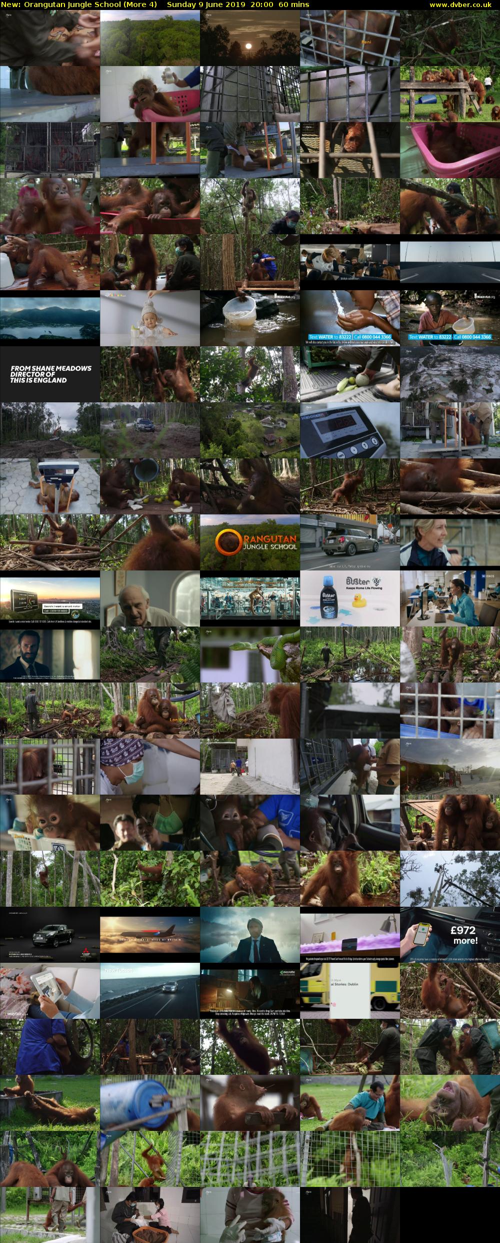 Orangutan Jungle School (More 4) Sunday 9 June 2019 20:00 - 21:00