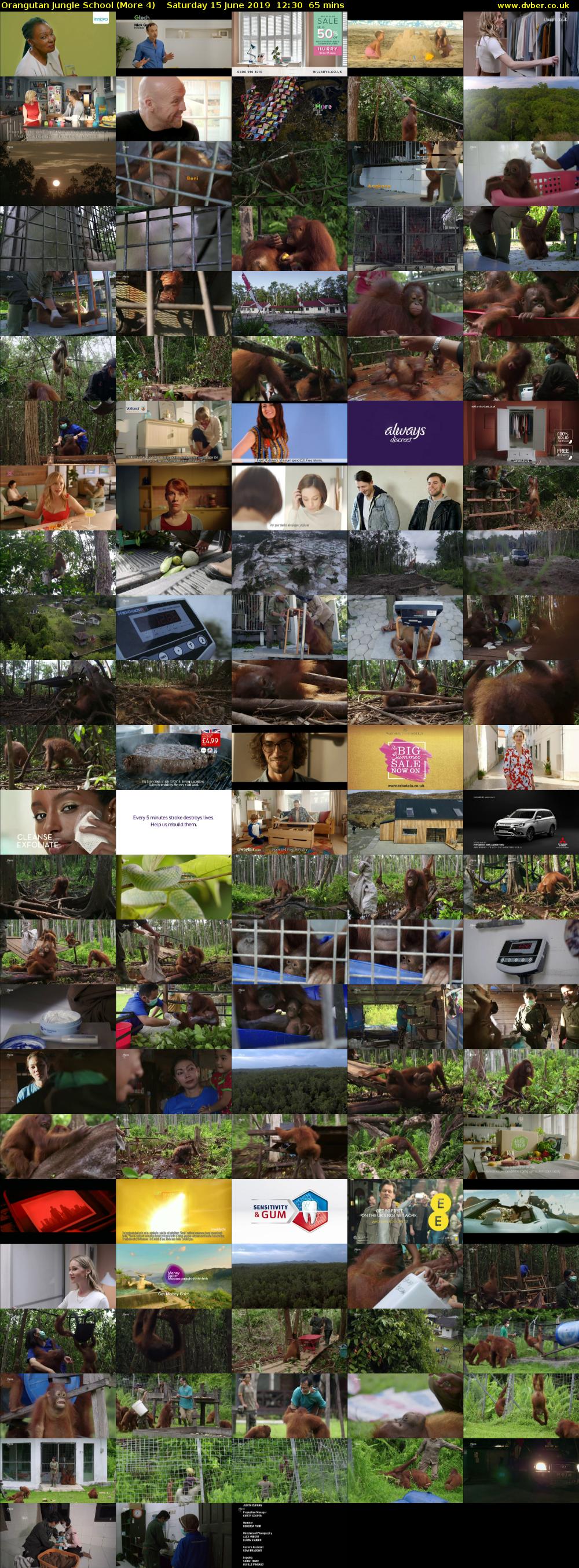Orangutan Jungle School (More 4) Saturday 15 June 2019 12:30 - 13:35