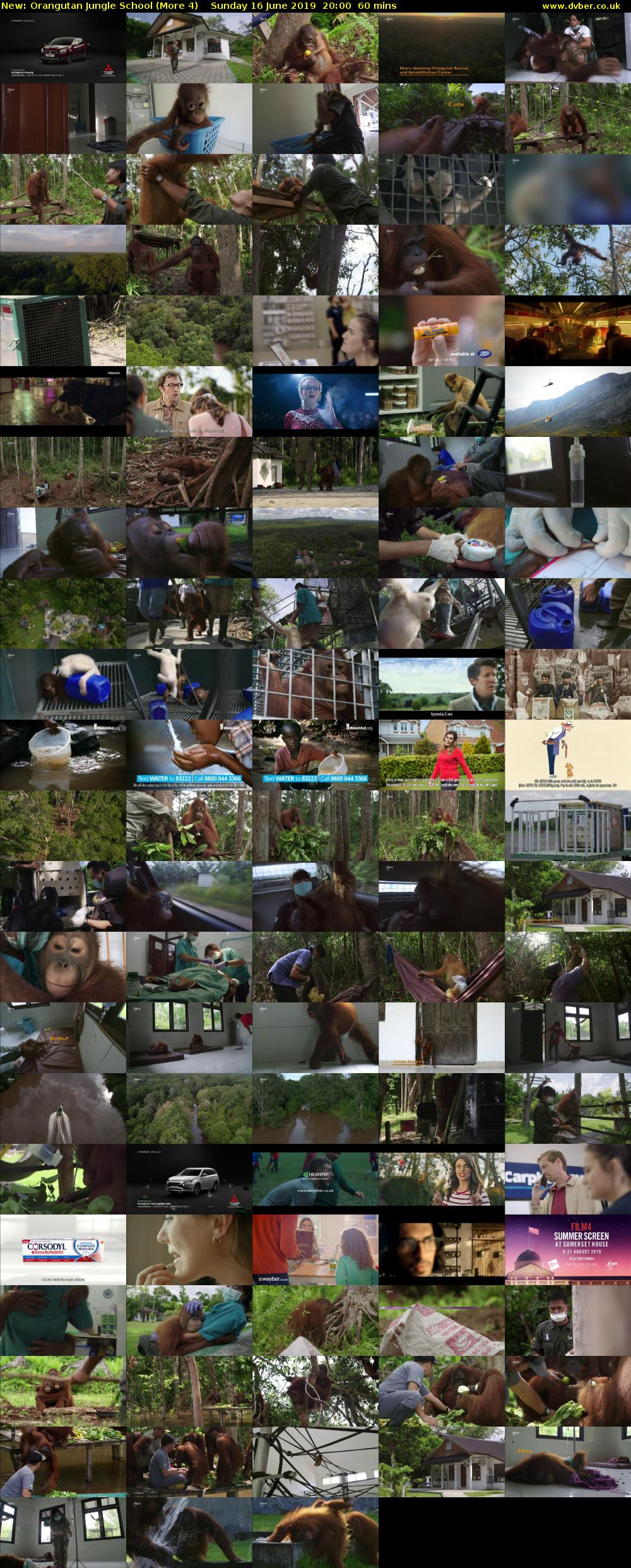 Orangutan Jungle School (More 4) Sunday 16 June 2019 20:00 - 21:00