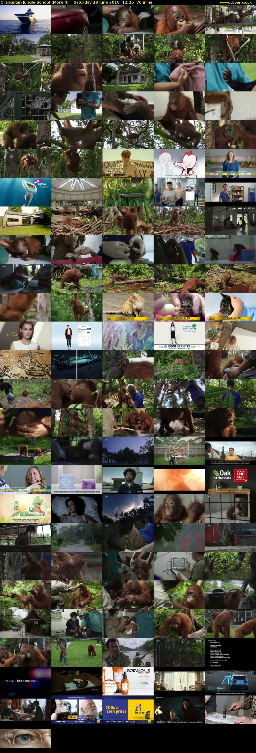 Orangutan Jungle School (More 4) Saturday 29 June 2019 12:25 - 13:35