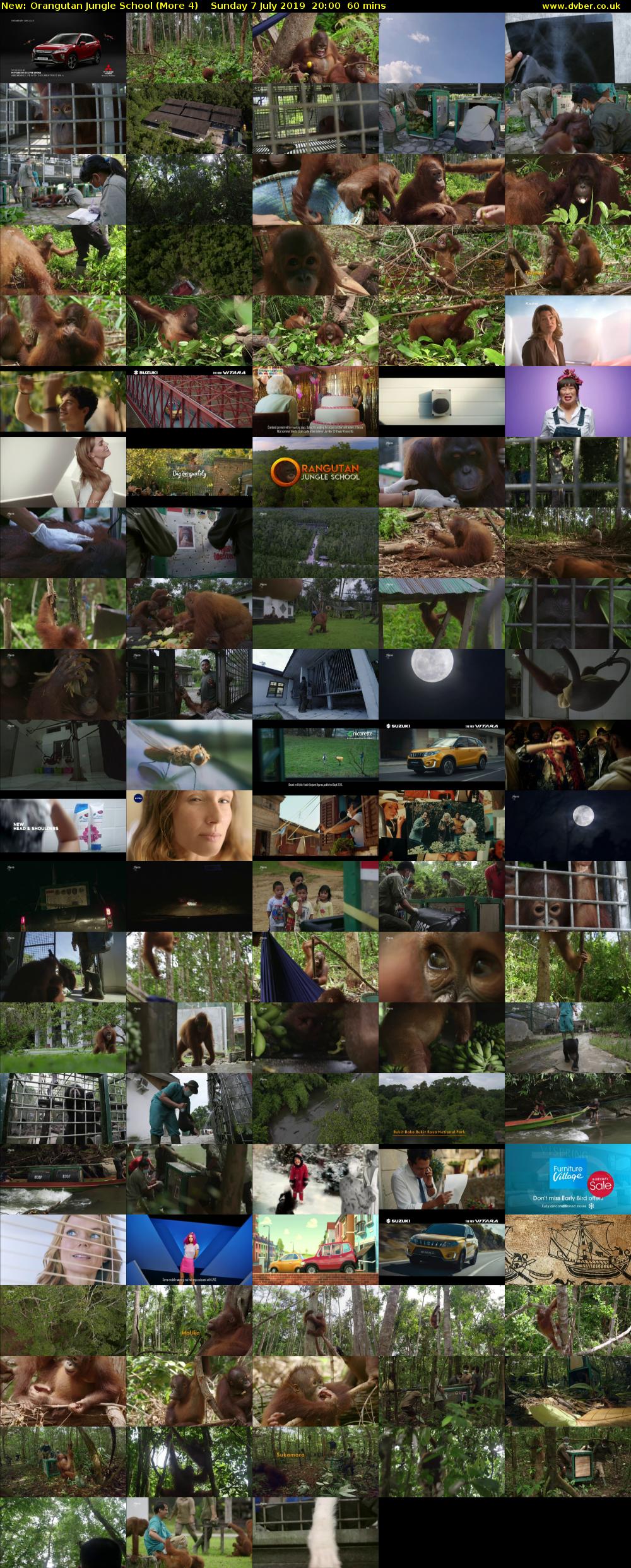 Orangutan Jungle School (More 4) Sunday 7 July 2019 20:00 - 21:00