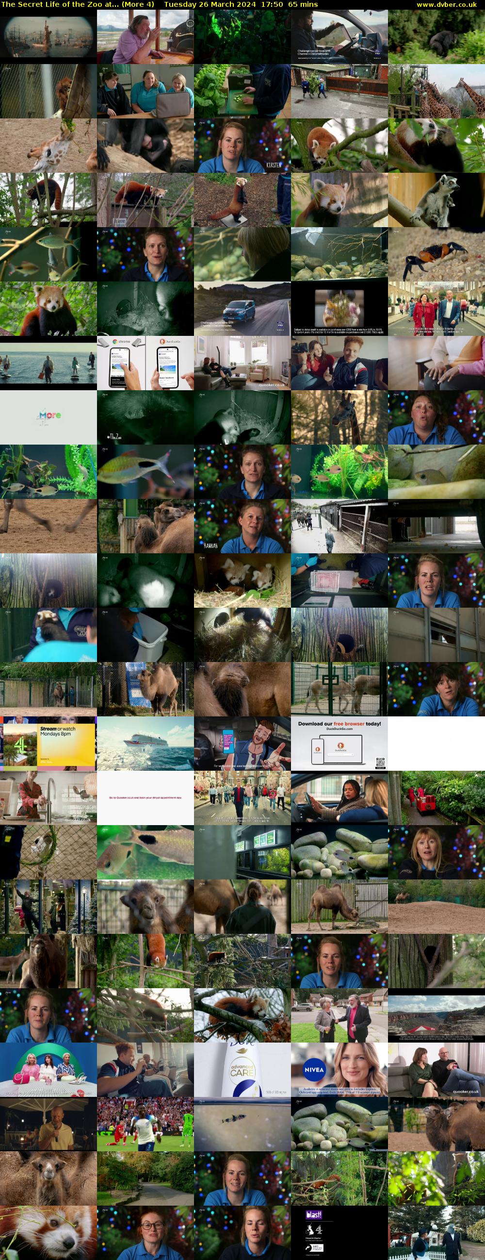 The Secret Life of the Zoo at... (More 4) Tuesday 26 March 2024 17:50 - 18:55