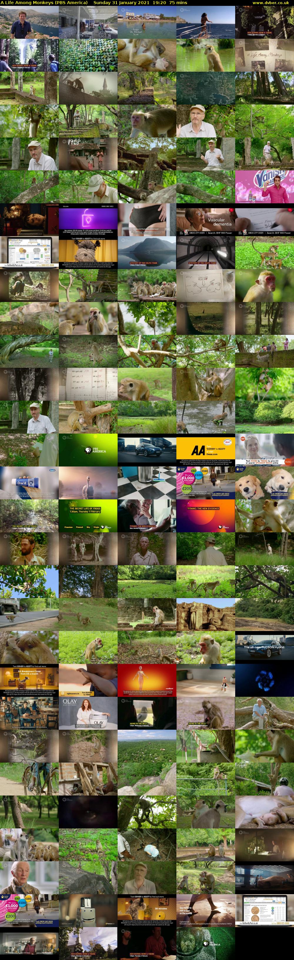 A Life Among Monkeys (PBS America) Sunday 31 January 2021 19:20 - 20:35