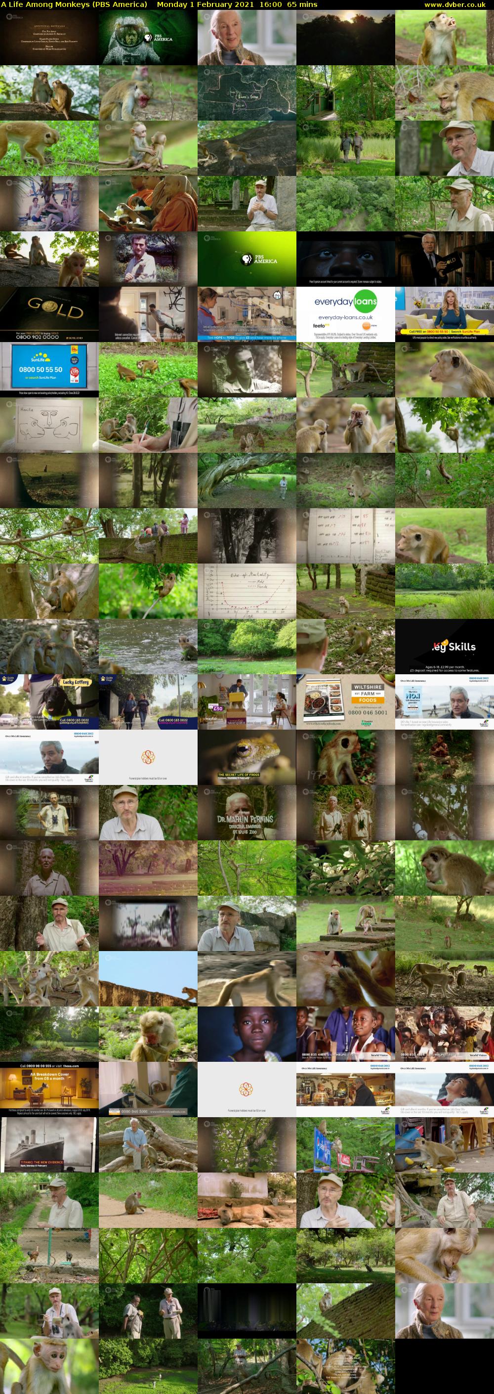 A Life Among Monkeys (PBS America) Monday 1 February 2021 16:00 - 17:05