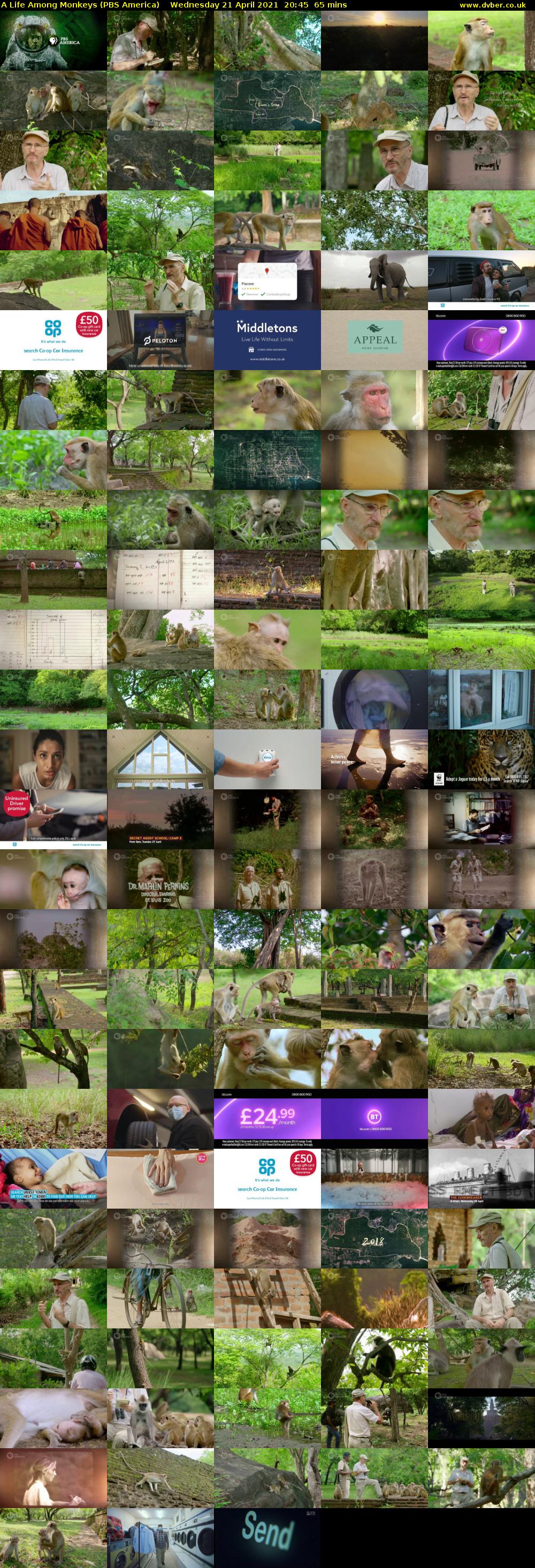 A Life Among Monkeys (PBS America) Wednesday 21 April 2021 20:45 - 21:50