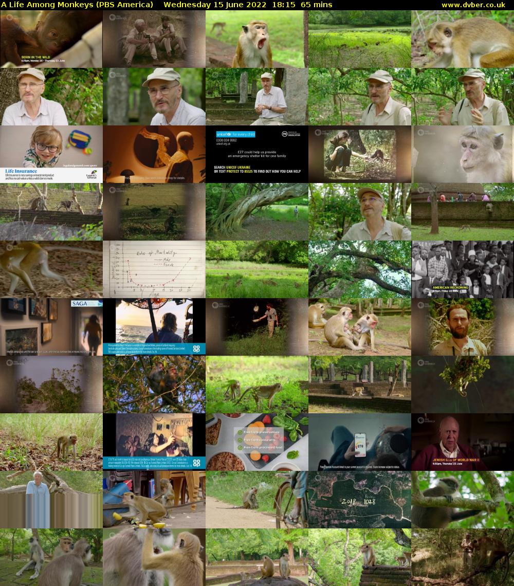 A Life Among Monkeys (PBS America) Wednesday 15 June 2022 18:15 - 19:20