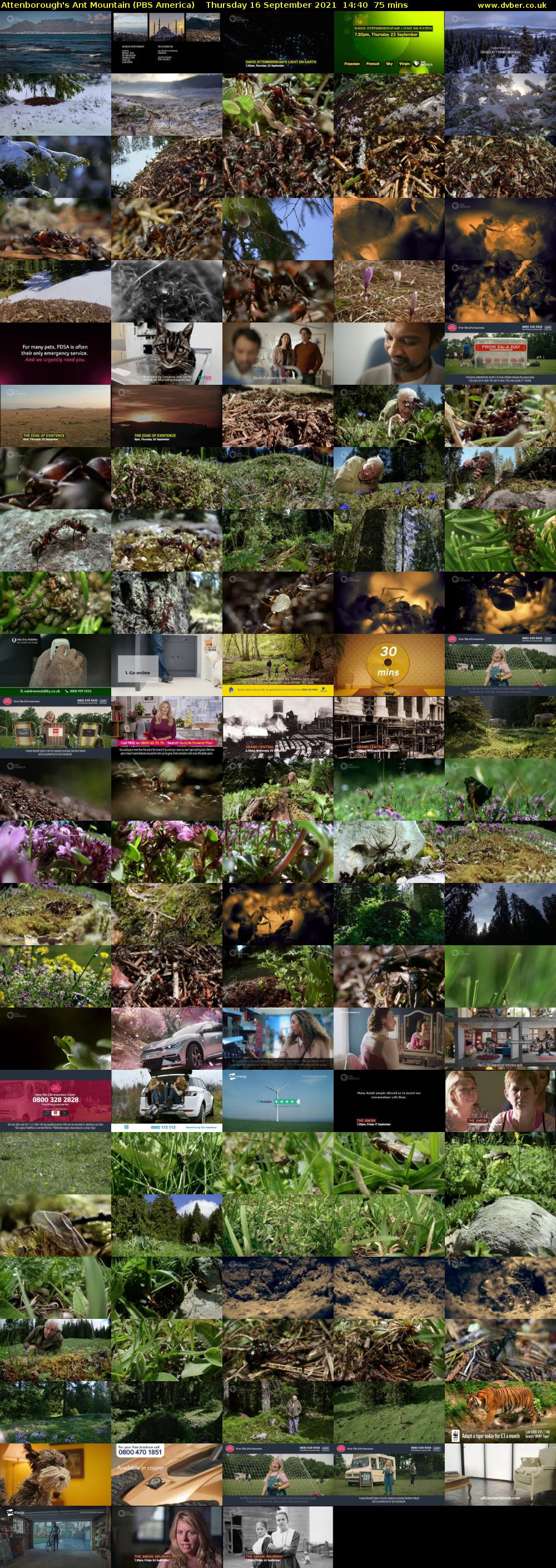 Attenborough's Ant Mountain (PBS America) Thursday 16 September 2021 14:40 - 15:55
