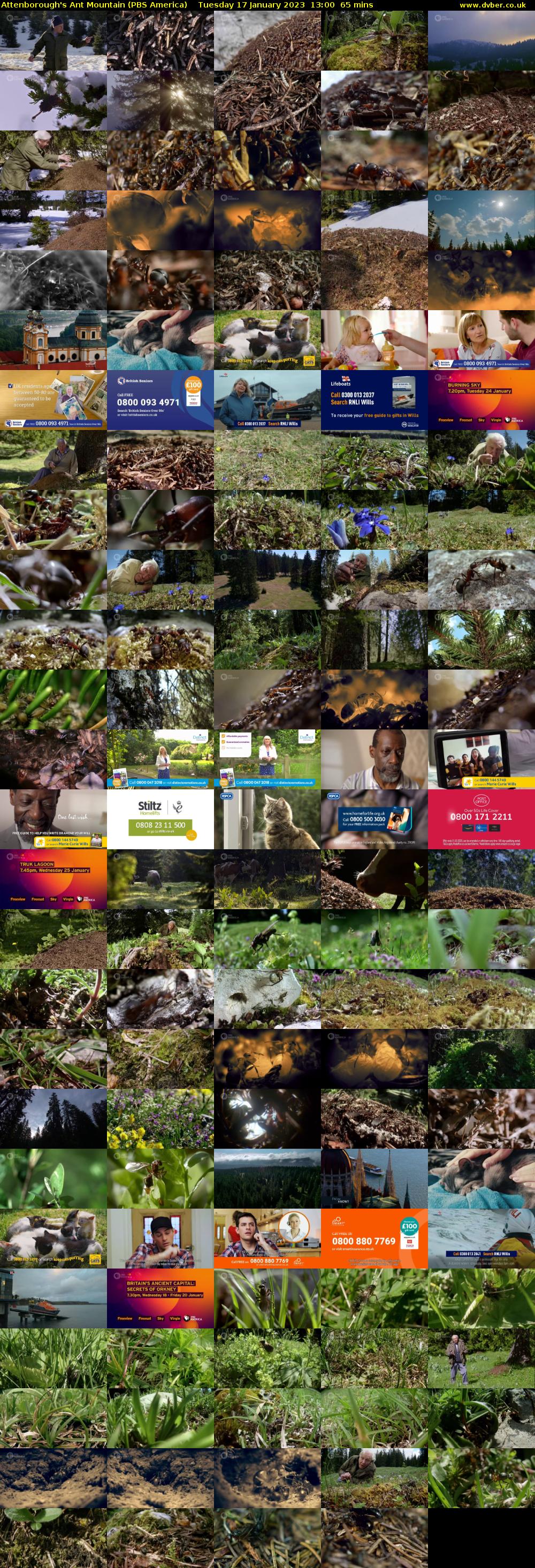 Attenborough's Ant Mountain (PBS America) Tuesday 17 January 2023 13:00 - 14:05