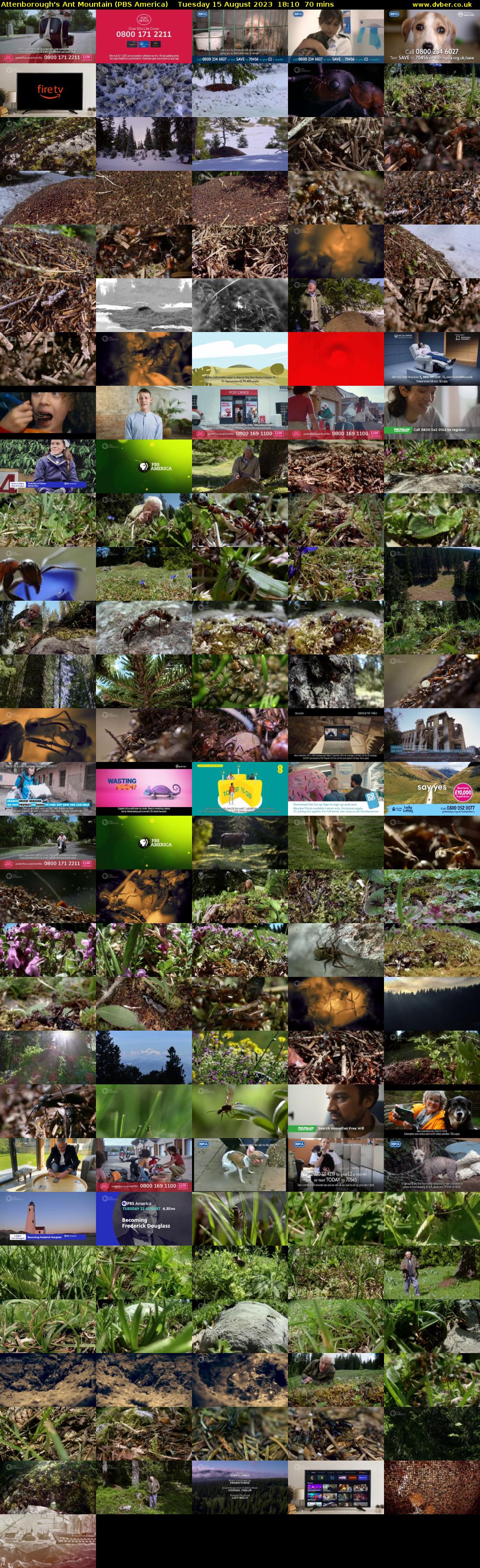 Attenborough's Ant Mountain (PBS America) Tuesday 15 August 2023 18:10 - 19:20