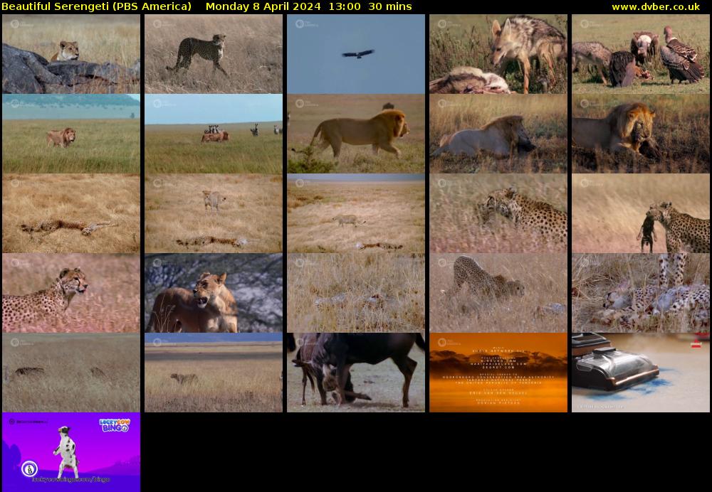 Beautiful Serengeti (PBS America) Monday 8 April 2024 13:00 - 13:30