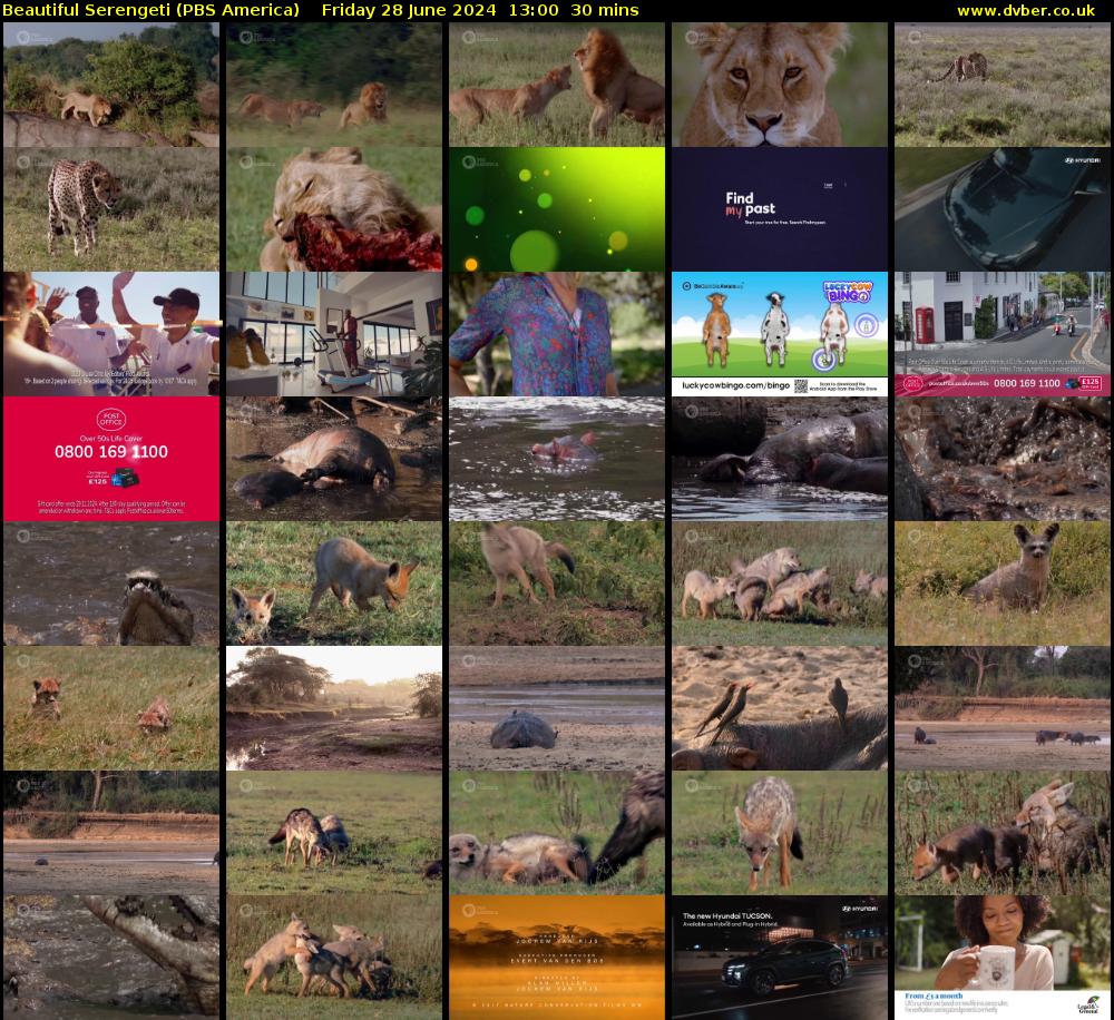 Beautiful Serengeti (PBS America) Friday 28 June 2024 13:00 - 13:30