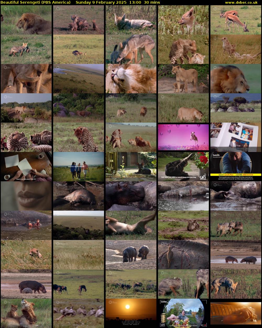 Beautiful Serengeti (PBS America) Sunday 9 February 2025 13:00 - 13:30