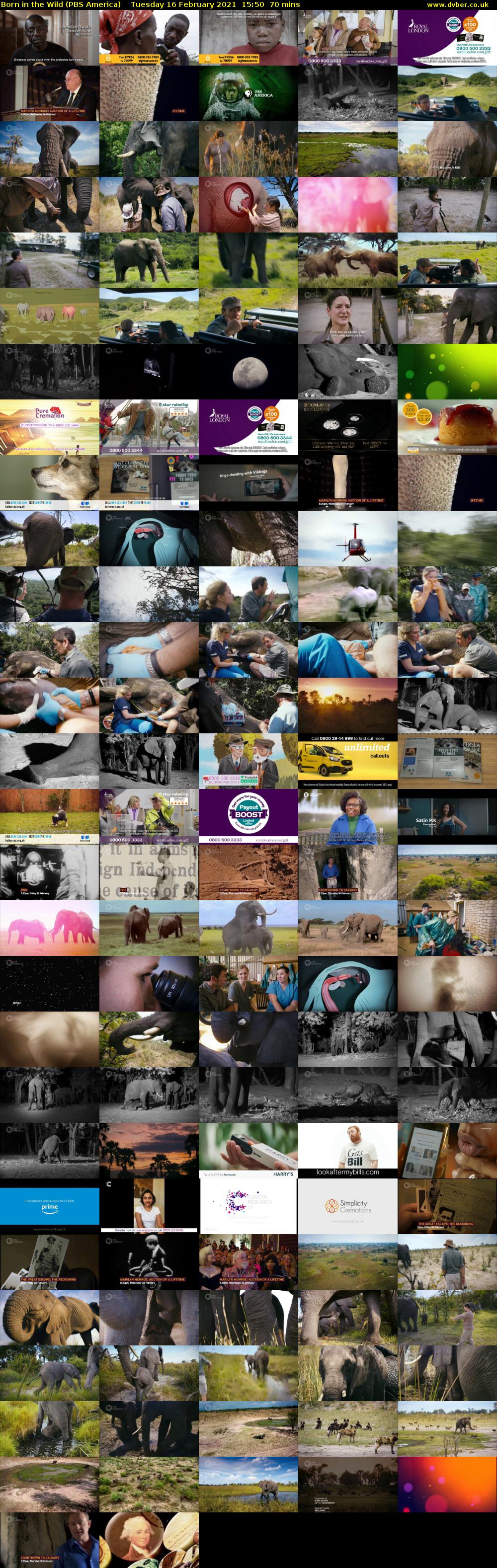 Born in the Wild (PBS America) Tuesday 16 February 2021 15:50 - 17:00