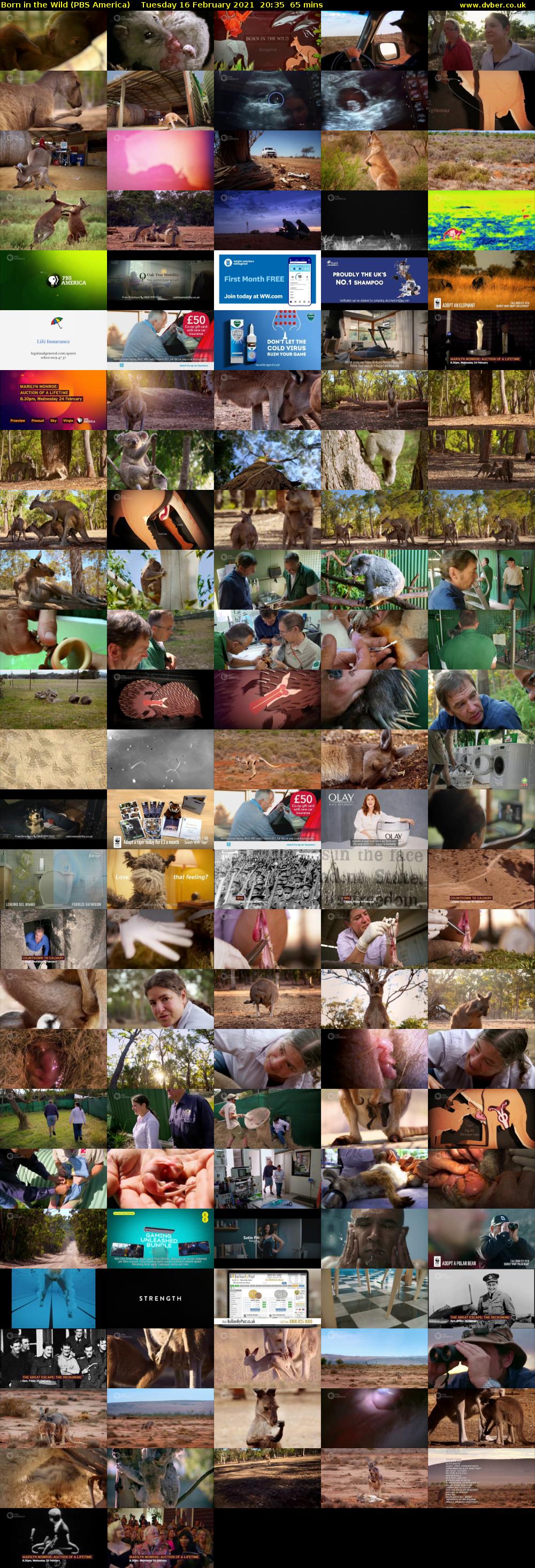 Born in the Wild (PBS America) Tuesday 16 February 2021 20:35 - 21:40