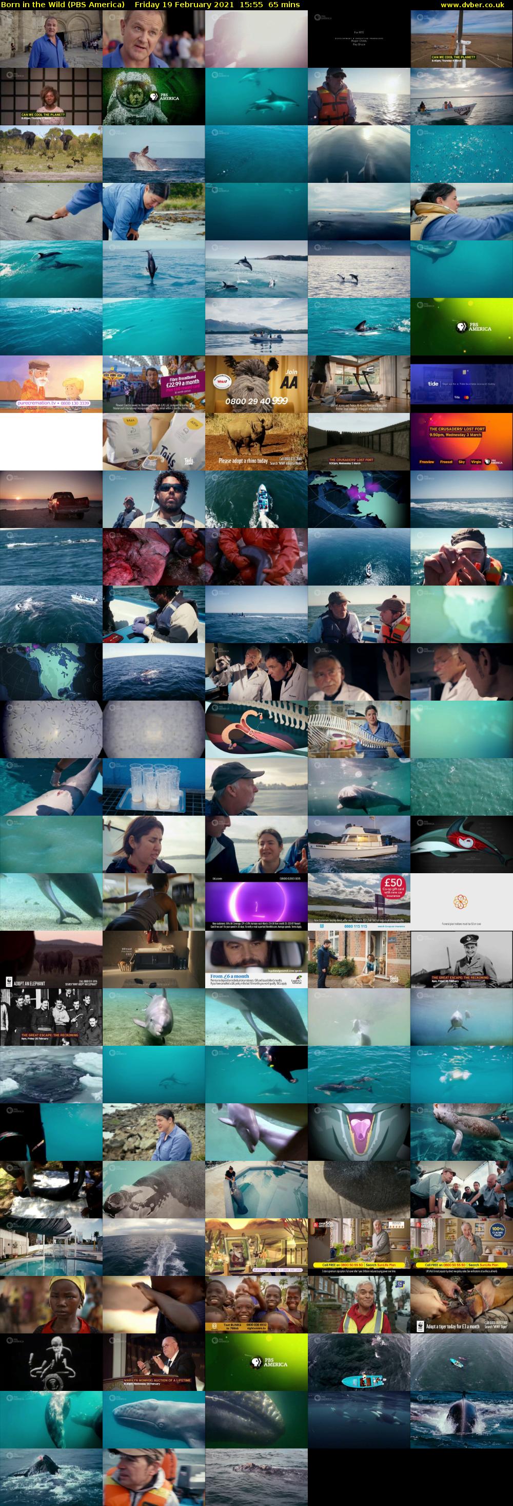 Born in the Wild (PBS America) Friday 19 February 2021 15:55 - 17:00