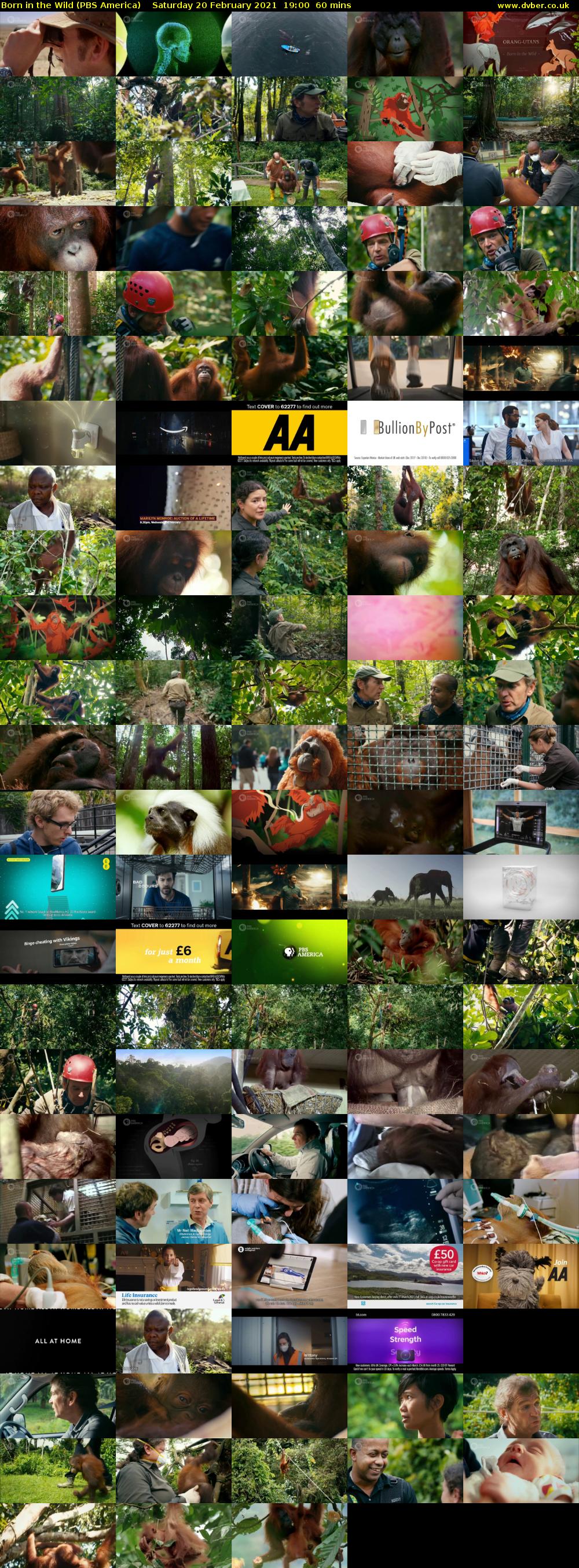 Born in the Wild (PBS America) Saturday 20 February 2021 19:00 - 20:00