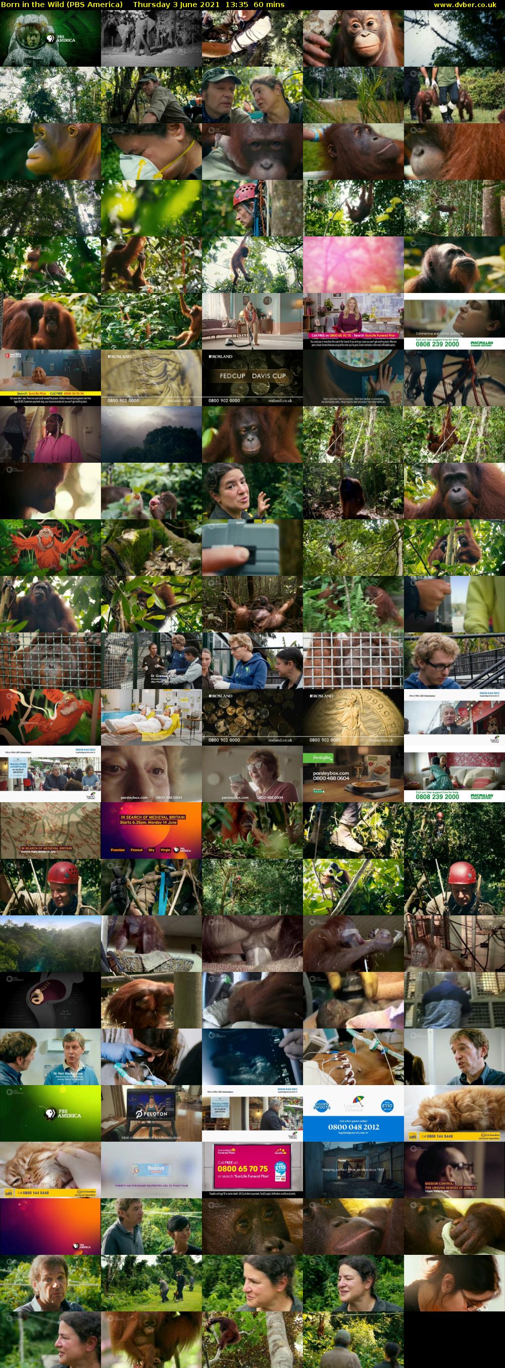 Born in the Wild (PBS America) Thursday 3 June 2021 13:35 - 14:35