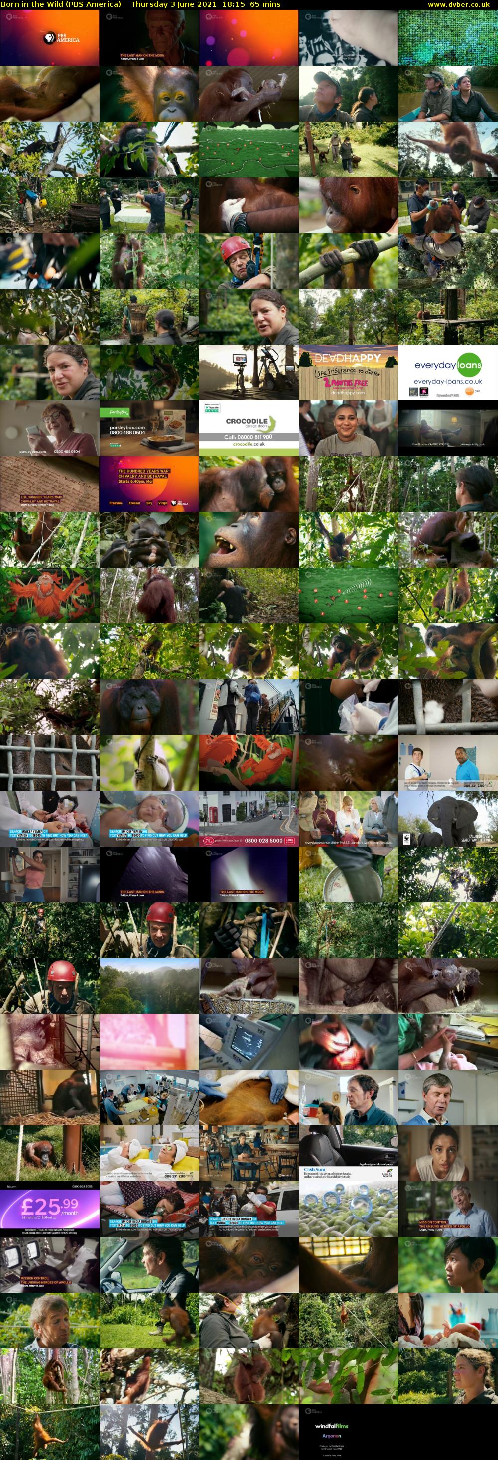 Born in the Wild (PBS America) Thursday 3 June 2021 18:15 - 19:20