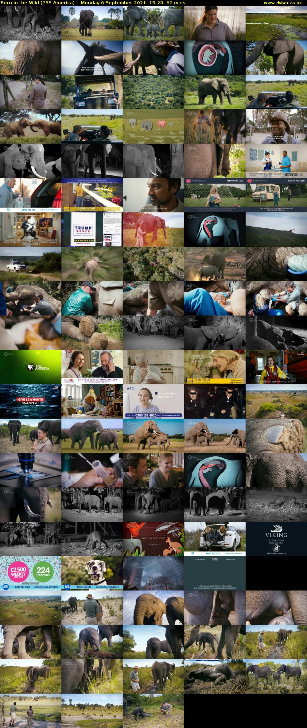 Born in the Wild (PBS America) Monday 6 September 2021 15:20 - 16:20