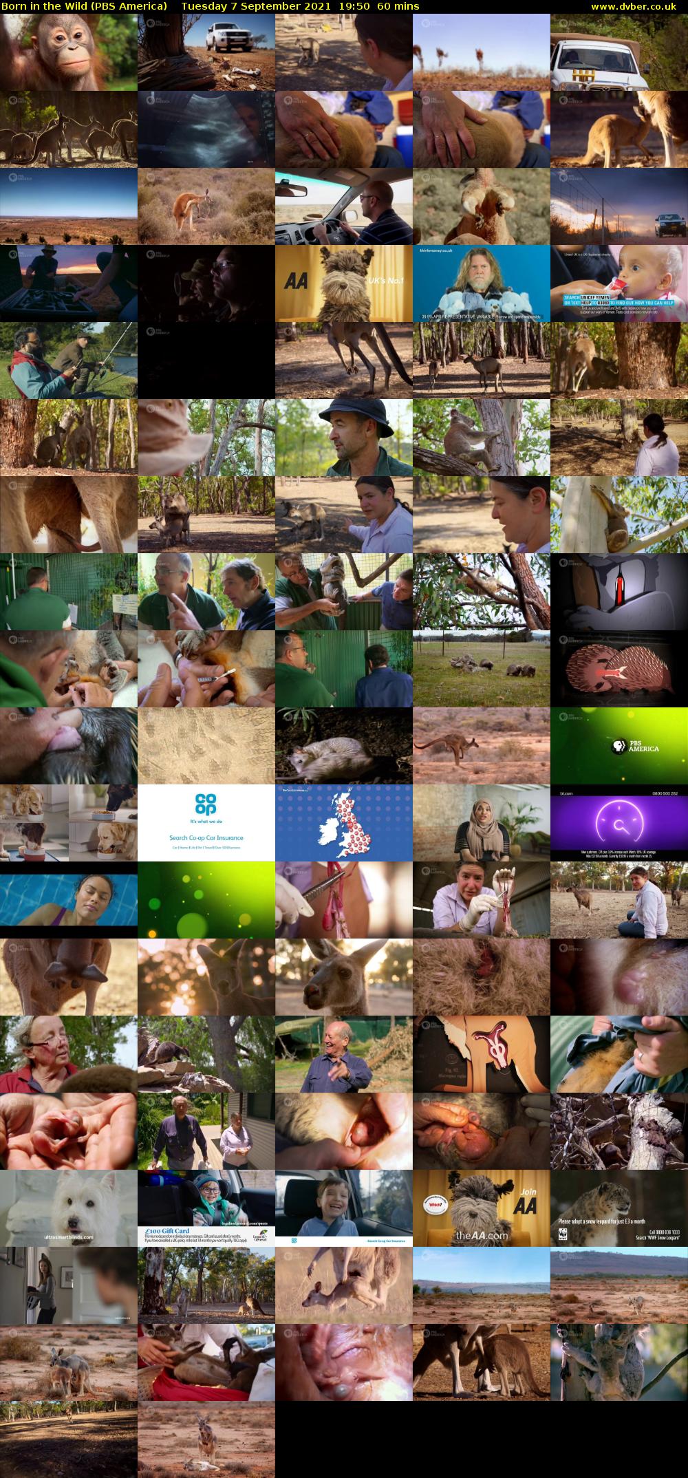 Born in the Wild (PBS America) Tuesday 7 September 2021 19:50 - 20:50