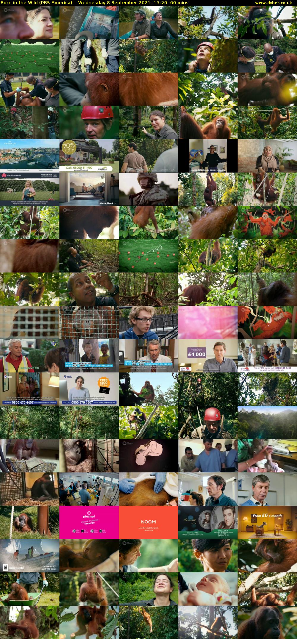Born in the Wild (PBS America) Wednesday 8 September 2021 15:20 - 16:20