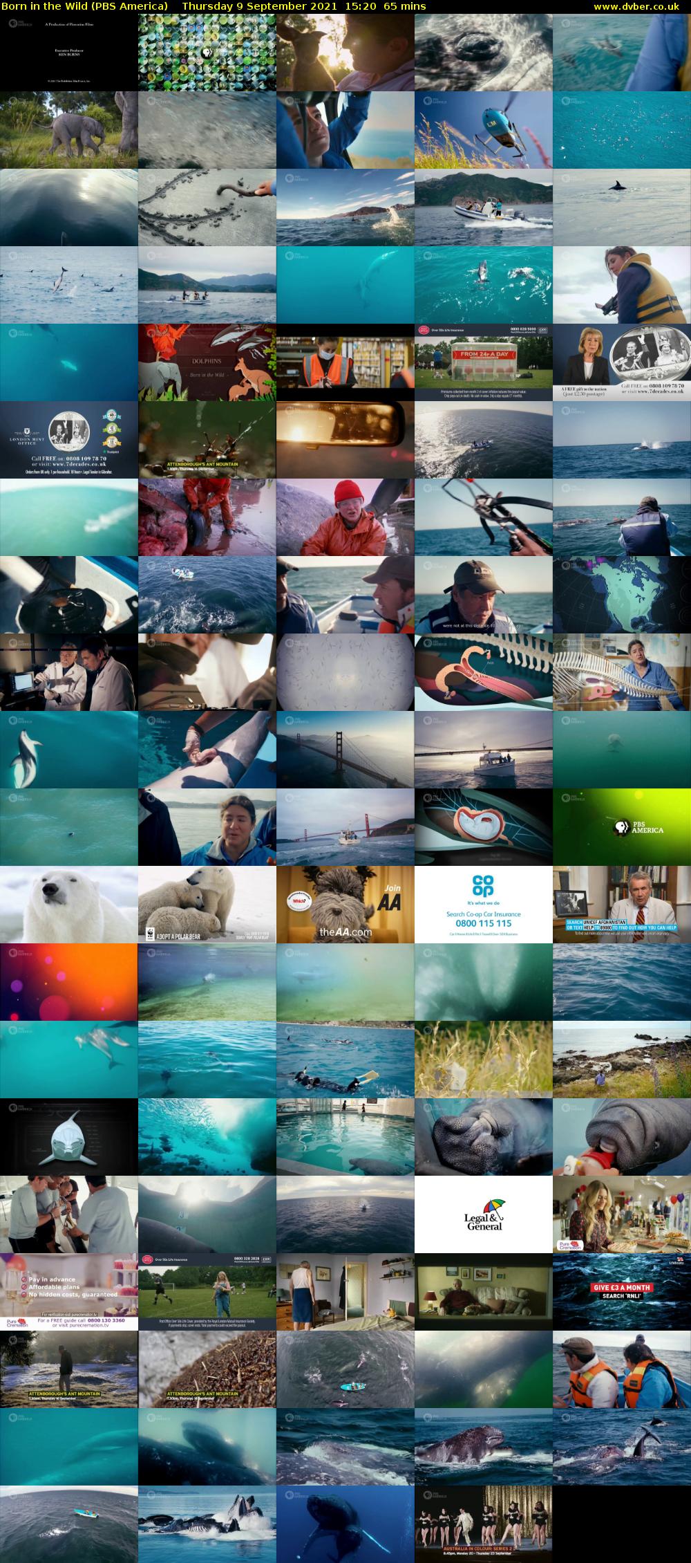 Born in the Wild (PBS America) Thursday 9 September 2021 15:20 - 16:25