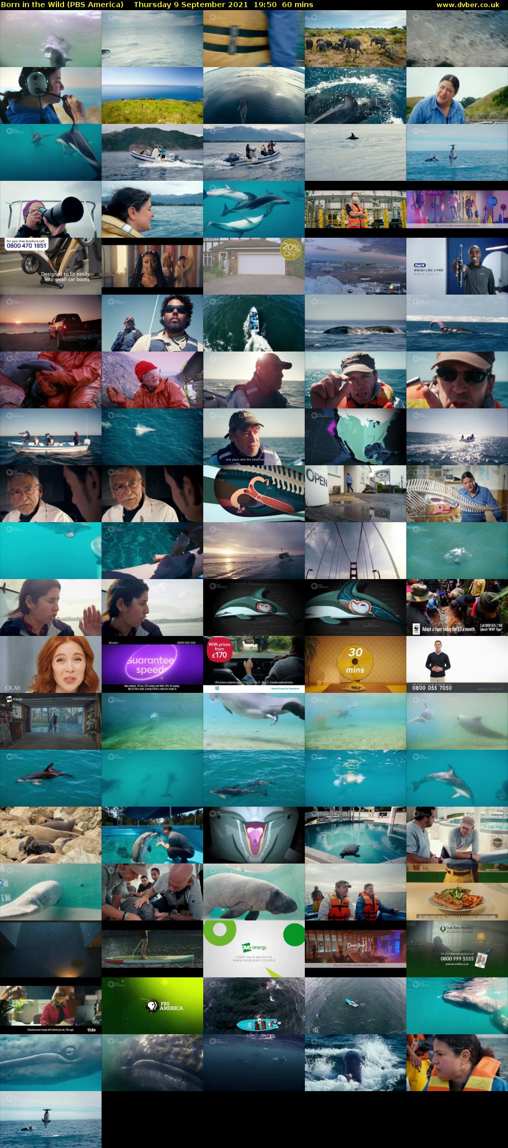 Born in the Wild (PBS America) Thursday 9 September 2021 19:50 - 20:50