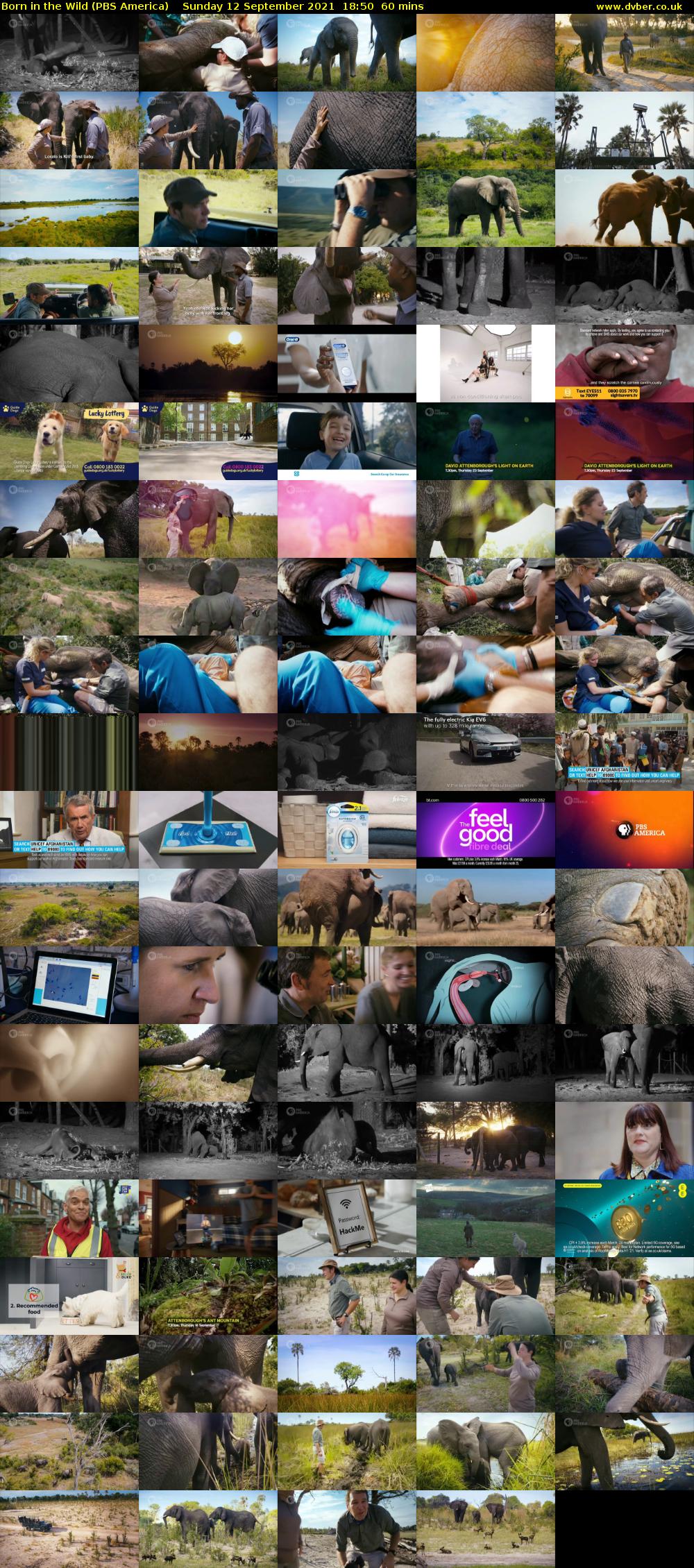 Born in the Wild (PBS America) Sunday 12 September 2021 18:50 - 19:50