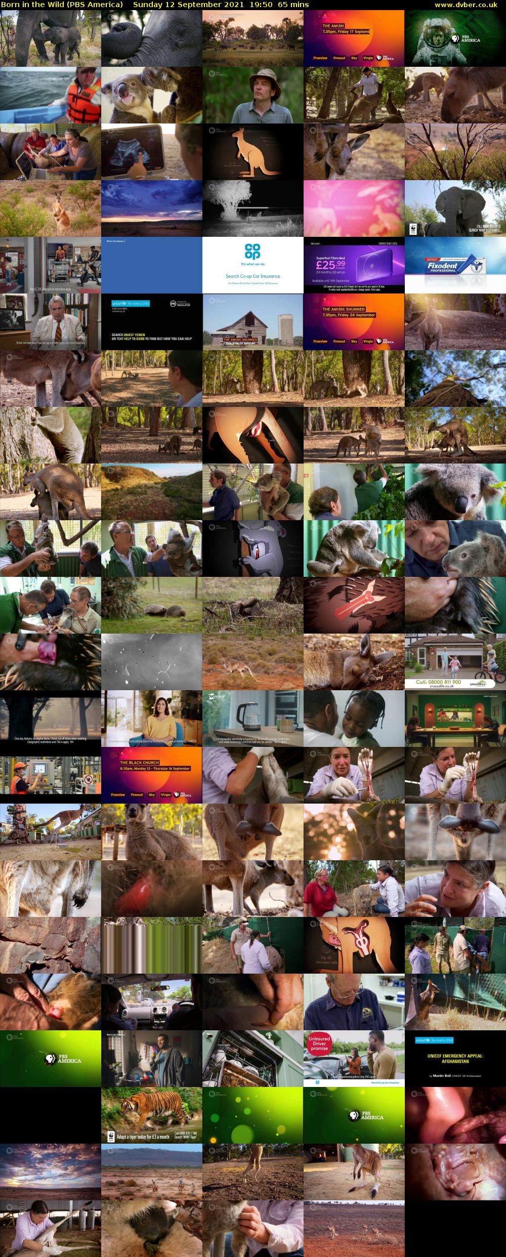 Born in the Wild (PBS America) Sunday 12 September 2021 19:50 - 20:55