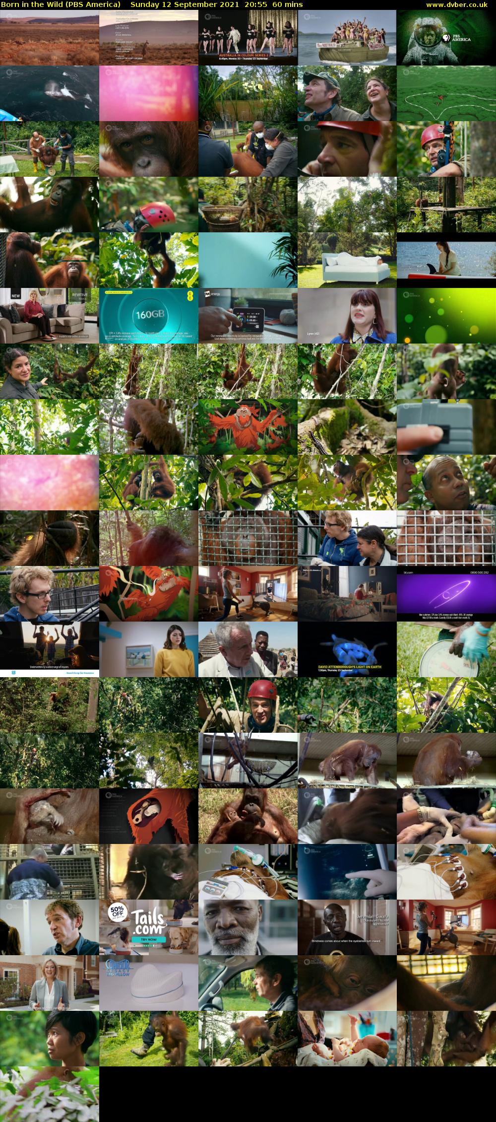 Born in the Wild (PBS America) Sunday 12 September 2021 20:55 - 21:55