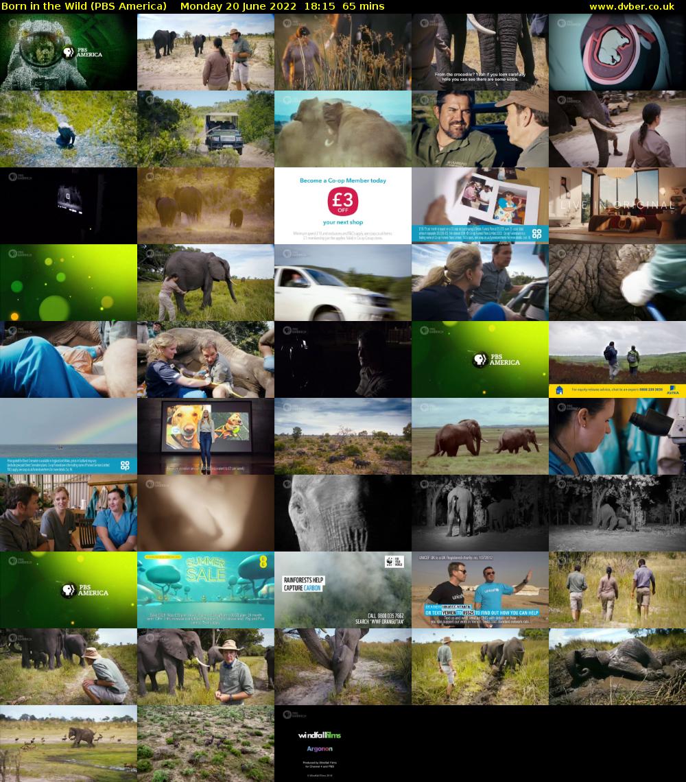 Born in the Wild (PBS America) Monday 20 June 2022 18:15 - 19:20