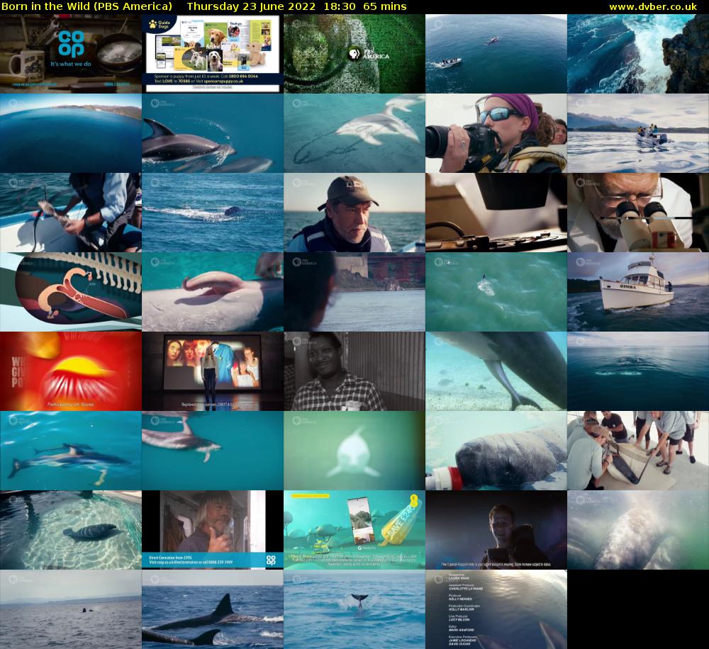 Born in the Wild (PBS America) Thursday 23 June 2022 18:30 - 19:35