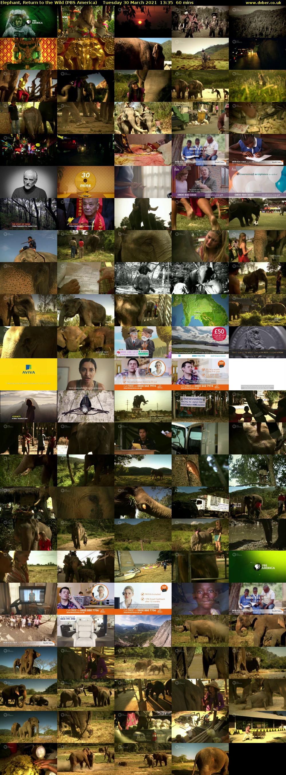 Elephant, Return to the Wild (PBS America) Tuesday 30 March 2021 13:35 - 14:35