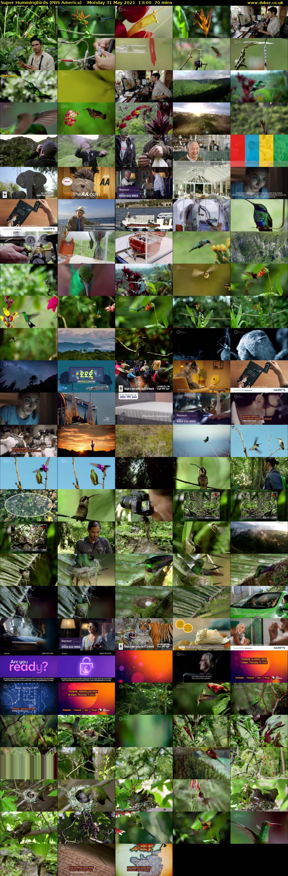 Super Hummingbirds (PBS America) Monday 31 May 2021 13:00 - 14:10