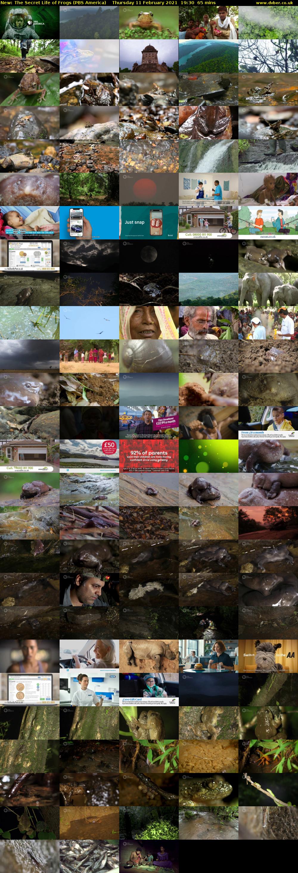 The Secret Life of Frogs (PBS America) Thursday 11 February 2021 19:30 - 20:35