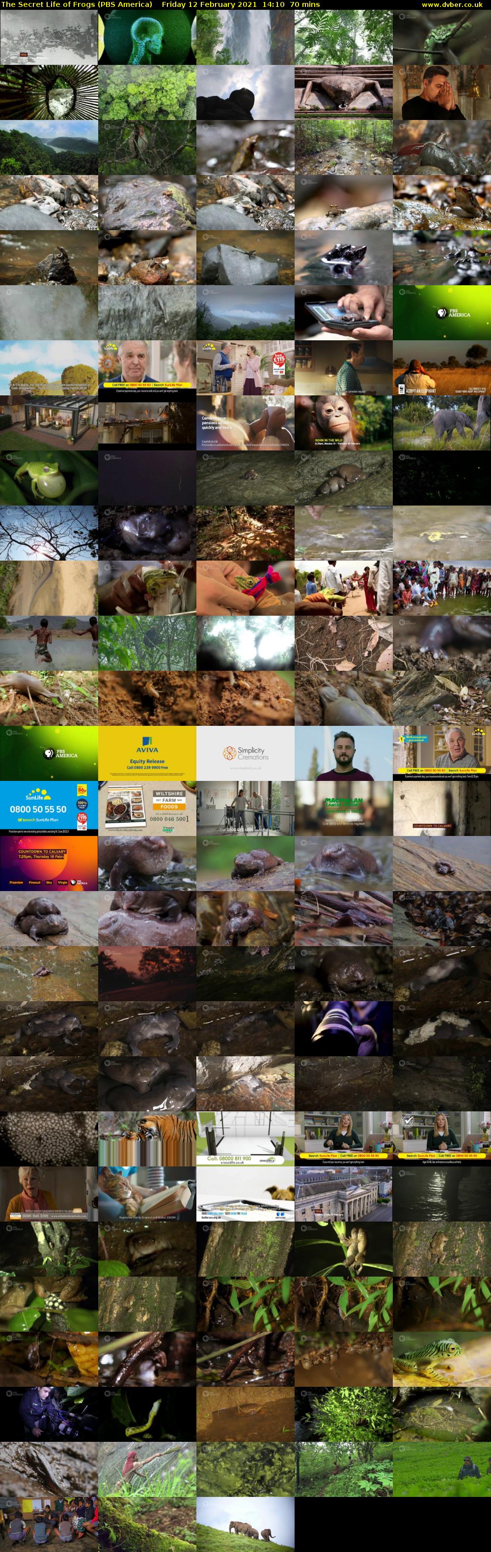 The Secret Life of Frogs (PBS America) Friday 12 February 2021 14:10 - 15:20
