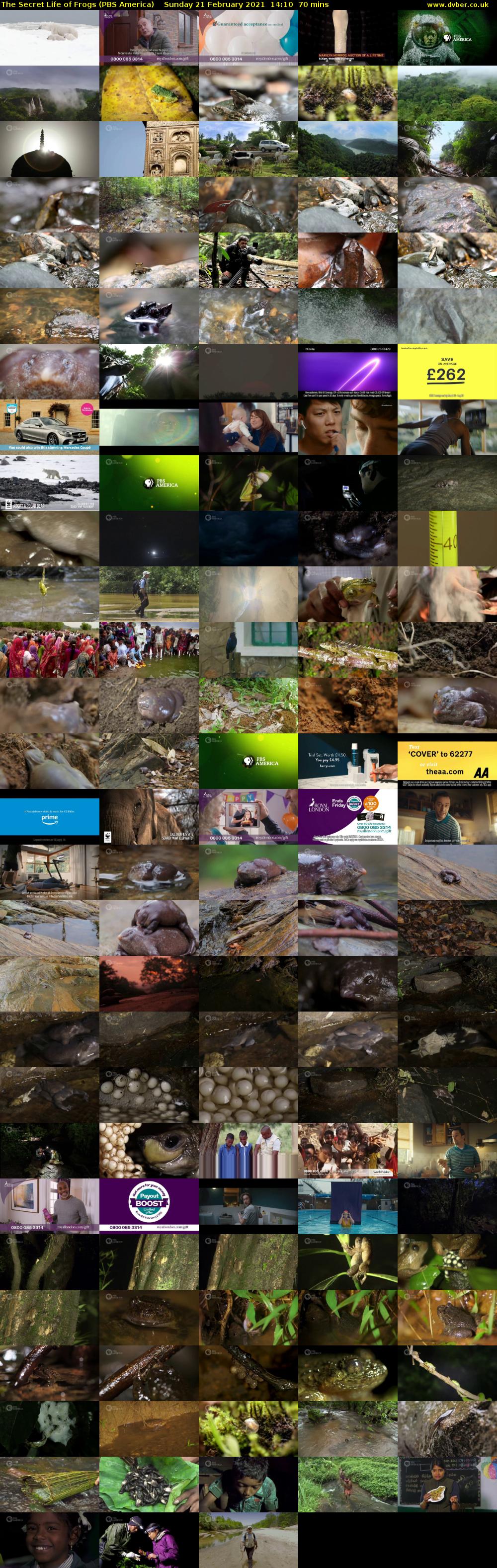 The Secret Life of Frogs (PBS America) Sunday 21 February 2021 14:10 - 15:20