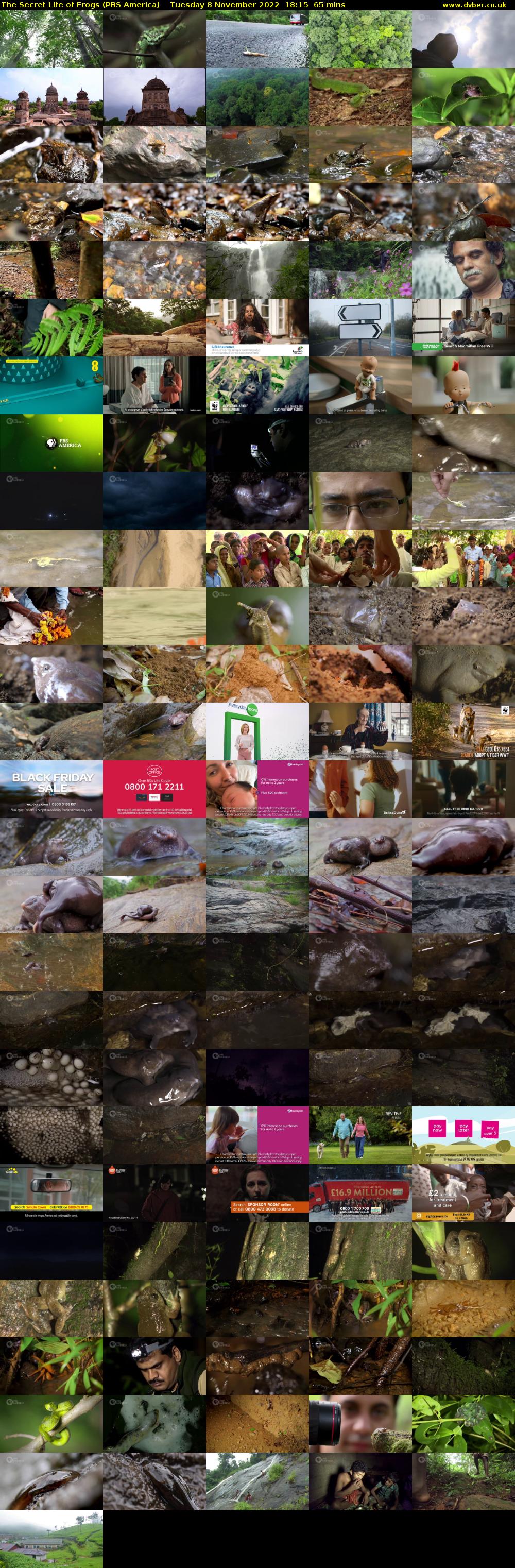 The Secret Life of Frogs (PBS America) Tuesday 8 November 2022 18:15 - 19:20