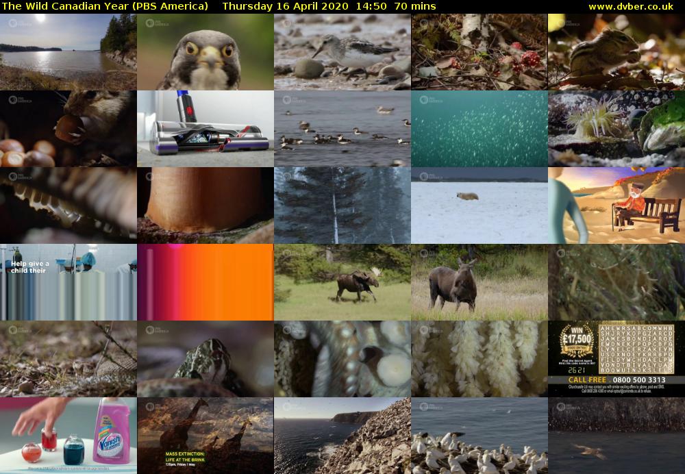 The Wild Canadian Year (PBS America) Thursday 16 April 2020 14:50 - 16:00