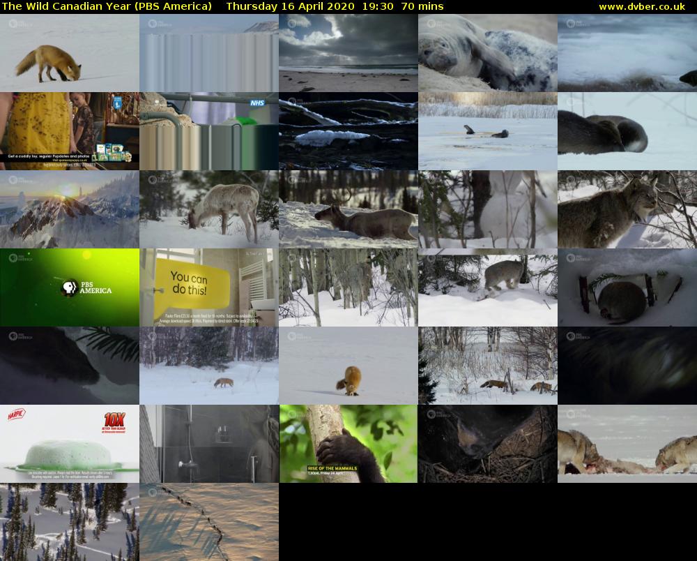 The Wild Canadian Year (PBS America) Thursday 16 April 2020 19:30 - 20:40