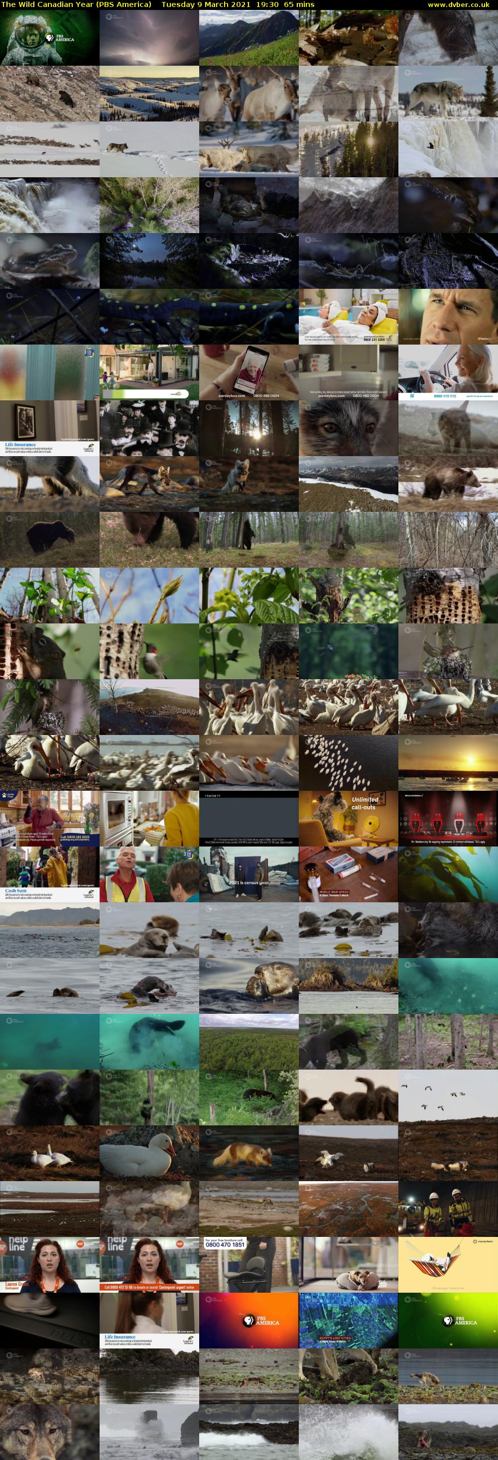 The Wild Canadian Year (PBS America) Tuesday 9 March 2021 19:30 - 20:35